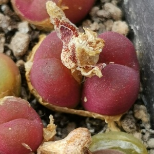 毛汉尼 1804红宝石双头母本,部分带种荚