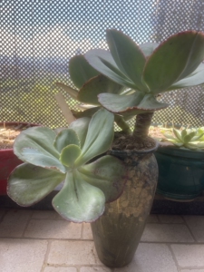 包菜系,法国皇后,又名蓝色妖姖多肉老桩,阳台养了好几年,整桩