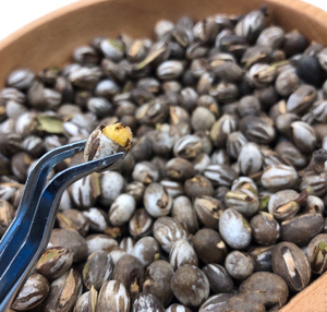 洋辣子罐杨拉罐