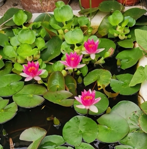 水生花卉小型耐寒睡莲【霞妃】根块苗,红色丰花盆栽 偏远地