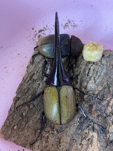 长戟大兜虫幼虫l3 4只 oaks*河野血统