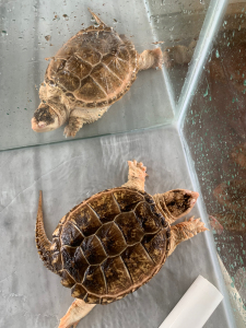 急钱周转出自养外池妖系白化红眼鳄龟,(1公2母)全品健康,出