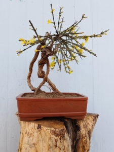 河虎怪桩迎春盆景  正宗河南虎蹄 总高38公分 脱盆土球包邮