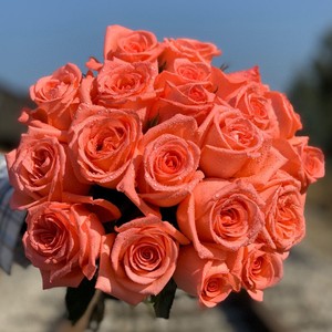 艳粉影星 我为你着迷 灌木切花月季玫瑰花苗 大花丰花 四季开