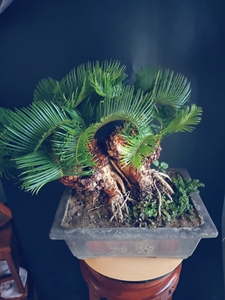 正宗日本白鳞铁树盆景异形盆景铁树