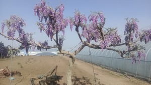 紫桐树又叫滕萝板