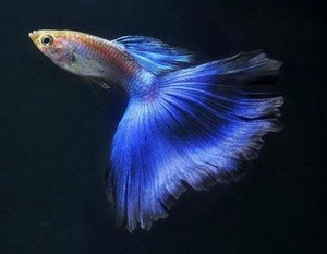 纯种珊瑚蓝孔雀鱼,小型观赏鱼珊瑚蓝尾孔雀鱼 泰系珊瑚蓝尾.个