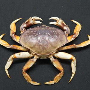 年货鲜冻珍宝蟹太子蟹质量保证顺丰包邮