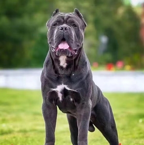 疫苗已0人付款688.00tb0793759972淘宝卡斯罗裁耳 滴滴我.