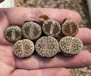 生石花 c1 弁天玉