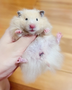 家养科养长毛金丝熊奶油黄妹妹