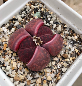 多肉 生石花 紫紫薰 酒红酱爆紫紫薰,酒红酱爆,酒红紫薰,不