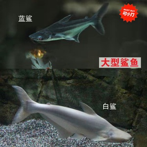 压力山大杰淘宝成吉思汗球鲨30-32厘米 1280 品