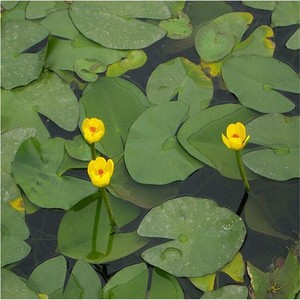 睡莲萍蓬草带花包邮圆叶萍荇菜浮萍水浮莲黄金莲开花带花净化水质