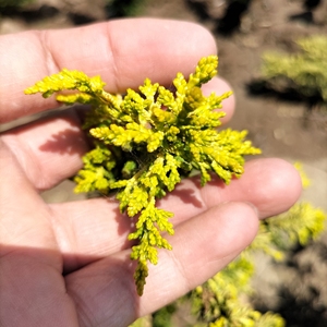 进口羽石化桧 黄金桧柏 金凤尾树苗盆栽盆景造型素材庭院花镜植