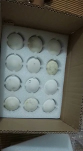 浙东白鹅四季鹅种蛋，