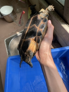 日杂花龟,日花龟,偏日本石龟杂花,日花母大红肉,母2.2斤