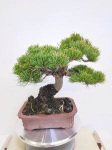 日本原装进口金针大阪松小品(56回国风展,61回大观展)10