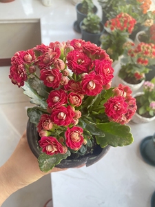 出长寿花马德里一盆,6元,枚紫色大花品种,花期长,同城自提