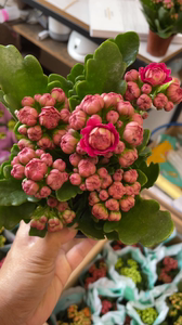 马德里长寿花大花