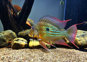 出售食土鲷关刀苗委内瑞拉血衣关刀