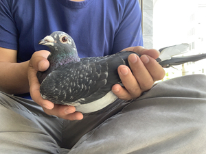 2020年 杨啊腾 雄鸽 种鸽大体型大骨架 精品古铜眼广东省