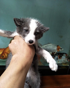 宠物狐狸,冰岛狐,变异白化赤狐,稀有品种雪狐幼崽预定