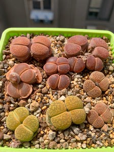 生石花,大窗日轮,酒红日轮,黄日轮,c48流水日轮一盆,尺寸