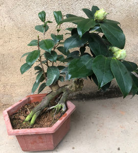 提根造型 绿云可娜茶花 稀有名贵品种