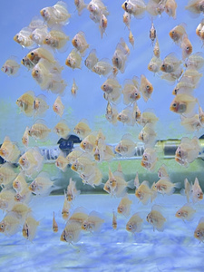 出自家繁殖的七彩神仙鱼苗 白蝶 蓝钻 财神 2~3cm 10