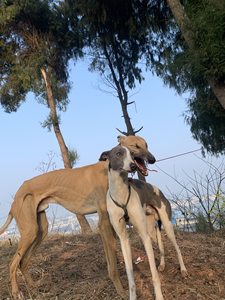 两只灵缇犬(细狗)撵兔子一把好手,弹跳力好,奔跑速度快,自家