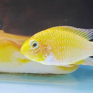 黄金维吉塔短鲷鱼南美淡水鱼