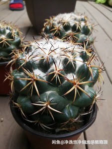 天司丸 雪顶天司丸 6 cm 包邮 实生 顶花属强刺仙人球