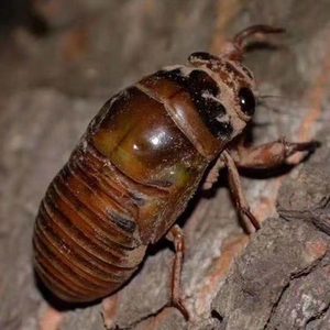 节流鬼知了猴,山东纯野生,金蝉,节流鬼新鲜,,野生现捉的大金