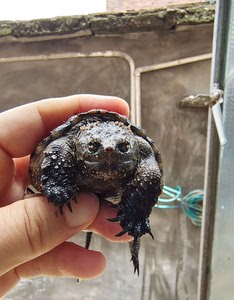 暴刺炭黑纯佛鳄龟,大头版,蛤蟆脸,品相如图.