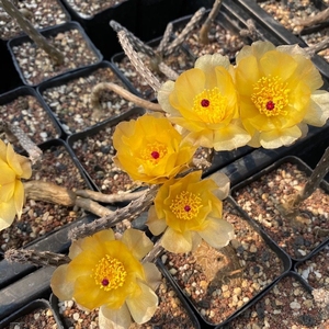 黑龙团扇块根多肉 仙人球开花超美仙人掌植物2cm左右大小的萝