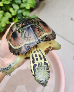 虎纹草龟 斑纹草 变异草 龟黄肉草 黄斑草 白化草 黄化草