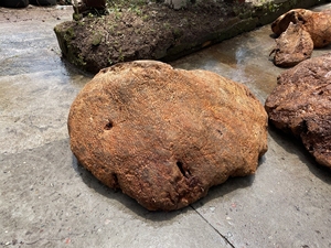 杉木瘤川柏瘤,香杉树瘤,葡萄瘤,瘤子,四川杉木瘤,开板料,随