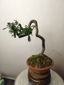 000人付款淘宝精品曼地亚红杉树野生火棘盆景树桩 下山桩 特价救兵粮