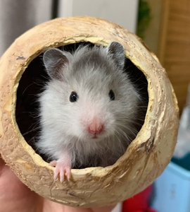 金丝熊 #仓鼠 自家养育长毛波利金丝熊长大了,软萌温顺亲人