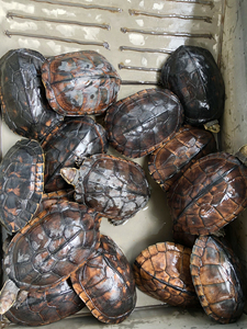 tb639635150淘宝批发二斤起石金钱龟,十几年老龟,39元一斤,五十元起