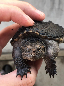 养黑佛鳄龟