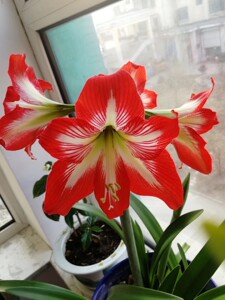 东北女王朱顶红