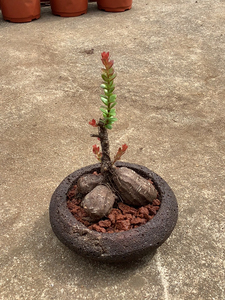 火山石花盆栽种的米叶五翅莓已