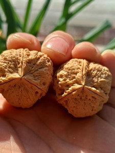 三棱核桃,铁核桃三棱,云南野生铁核桃三棱,名款石斧三棱尺寸3