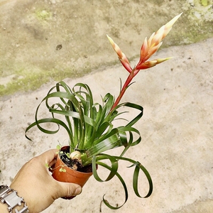 【基地自销】┊招财手小辣椒带花鸿运当头皮实盆栽电脑宝贝小辣椒