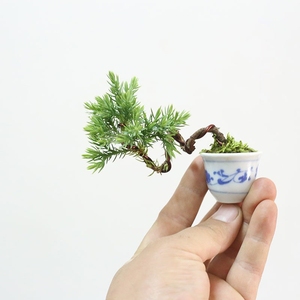 日本微型迷你盆景新西兰珍珠柏小品地柏