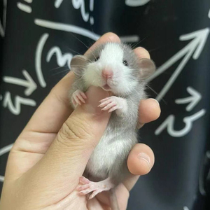 (包邮)花枝鼠 20-35 大白 哈士奇 头巾 飞象耳都有满