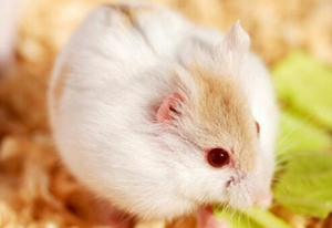 一线类仓鼠稀有色金斑也叫花斑琥珀非常漂亮的仓鼠