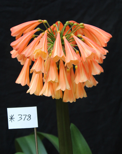 奇异串君子兰,南非兰极品,已坐果,见款开春发货,1w